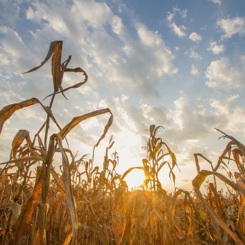 Risques Climatiques Émergents Assurer un avenir incertain